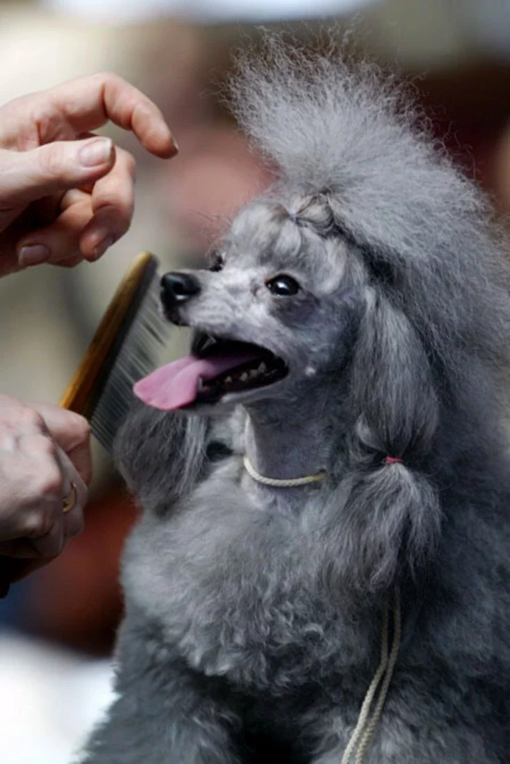 International dog show. Photo by Julia Darashkevich