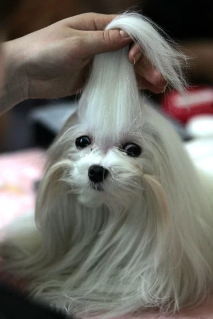 International dog show. Photo by Julia Darashkevich