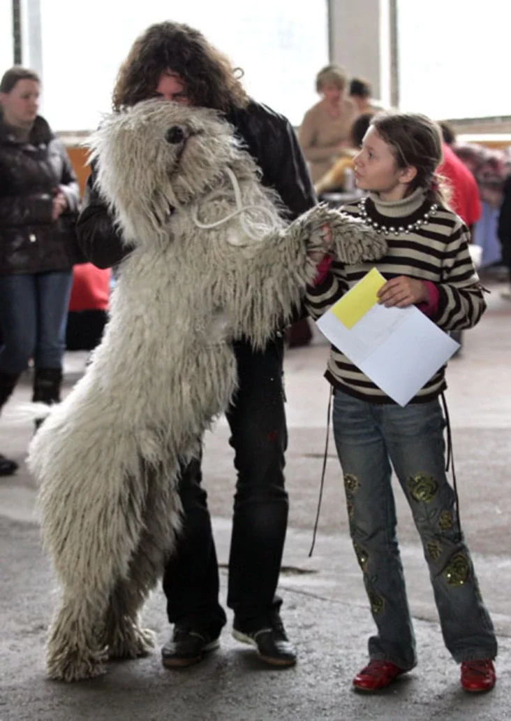International dog show. Photo by Julia Darashkevich