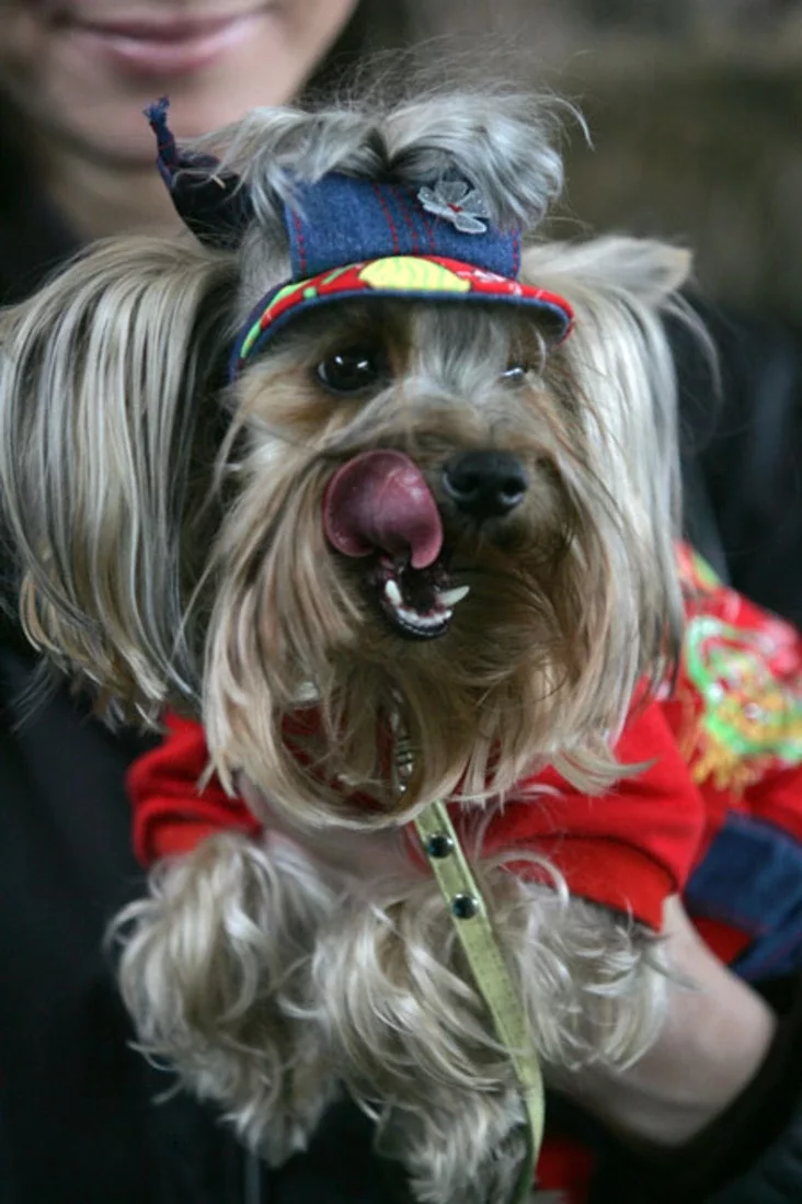 International dog show. Photo by Julia Darashkevich