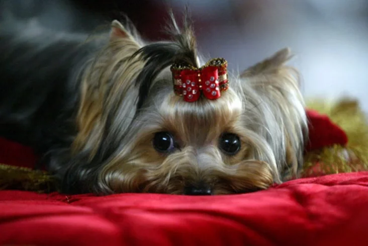International dog show. Photo by Julia Darashkevich