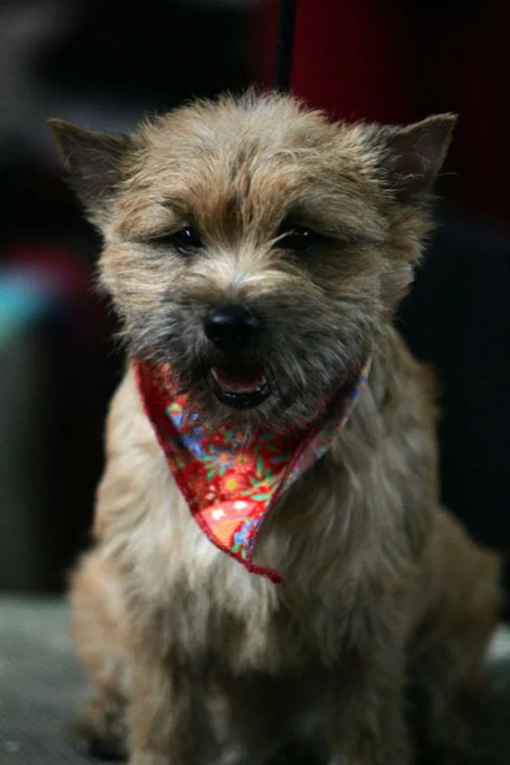 International dog show. Photo by Julia Darashkevich