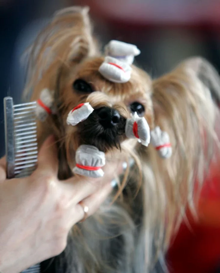 International dog show. Photo by Julia Darashkevich