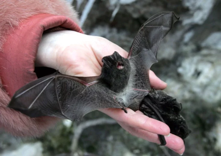 Barbastella barbastellus. Photo by Julia Darashkevich