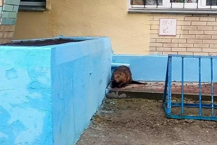 Babior kala budynka balnicy ŭ Mikaševičach