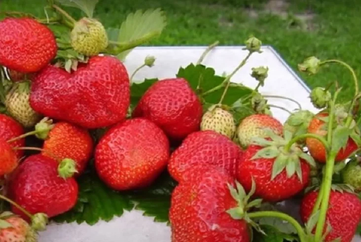 Сорт клубніц "Зефір" Сорт клубники "Зефир" Strawberry variety "Zephir"