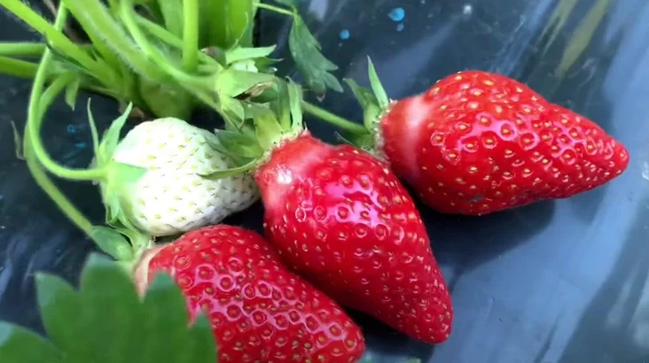 сорт клубніц "Альба" strawberry "Alba" сорт клубники «Альба»
