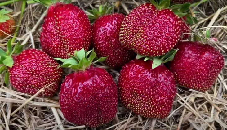 Сорт клубніц "Фестывальная" Strawberry variety "Festivalnaja" Сорт клубники «Фестиваль».