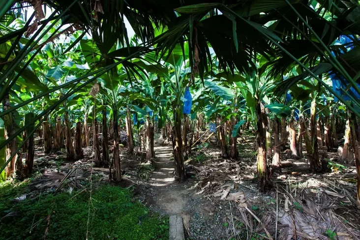 Banana plantation. Costa Rica. Płantacyja bananaŭ. Kosta-Ryka. Płantacija bananov. Kosta-Rika