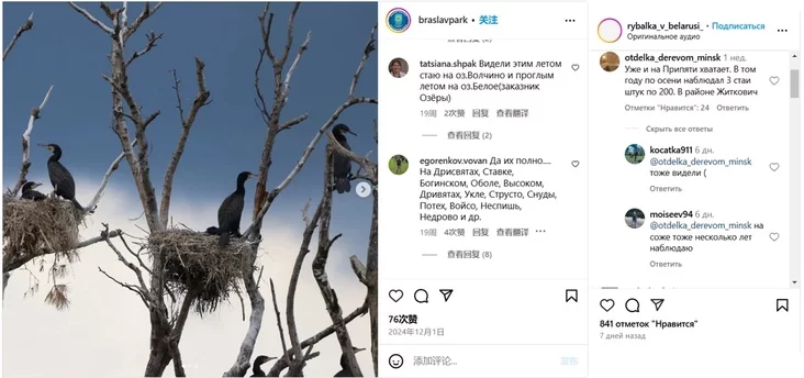 vialiki bakłan Phalacrocorax carbo bolšoj bakłan