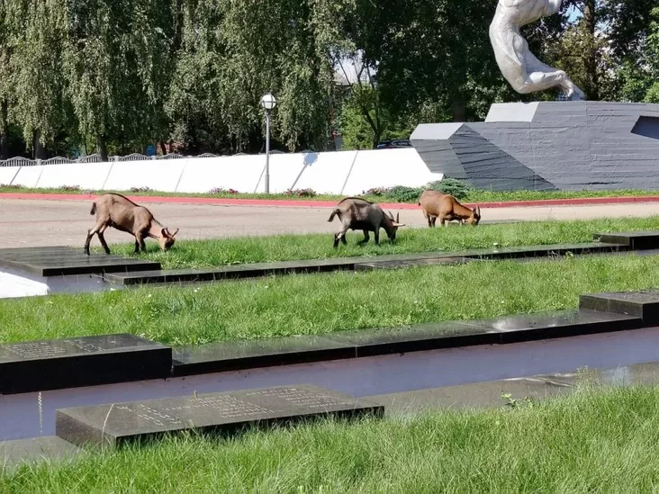 kozy na zachoronienijach sovietskich sołdat