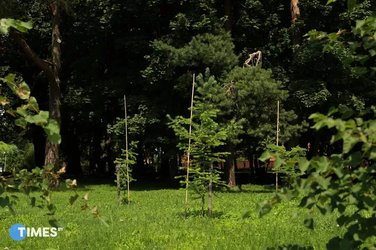 New plantings in the English landscape park