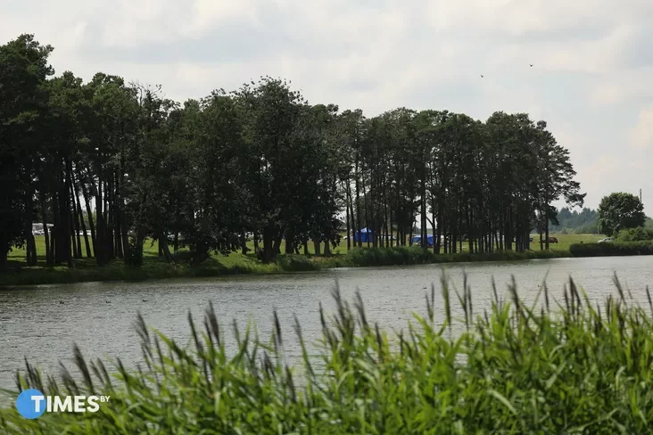 Pine alley. Photo: Pavel Arlouski, Times.by