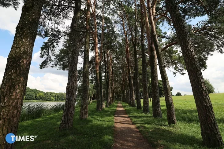 Pine alley. Photo: Pavel Arlouski, Times.by