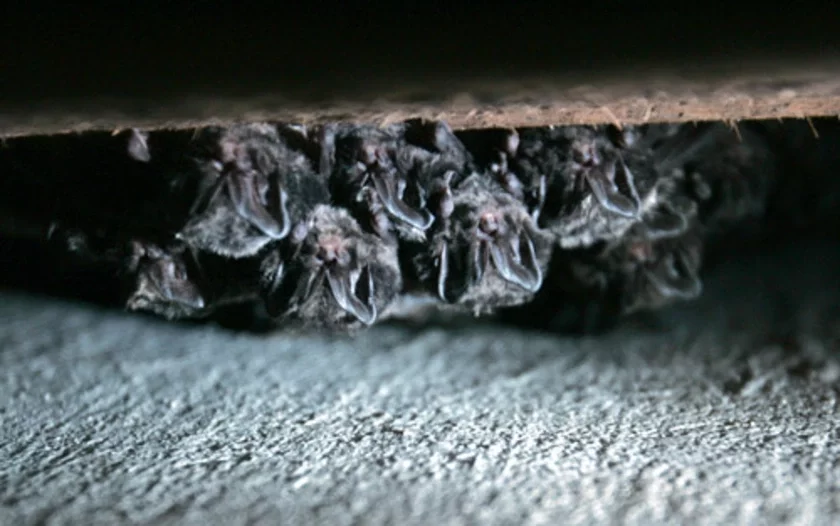 Barbastella barbastellus. Photo by Julia Darashkevich