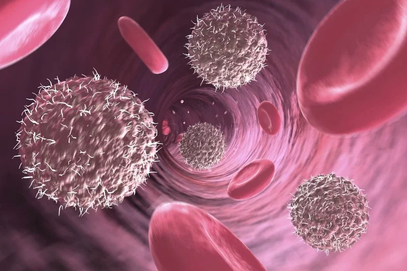 Lymphocytes and red blood cells Лимфоциты и эритроциты Лімфацыты і эрытрацыты