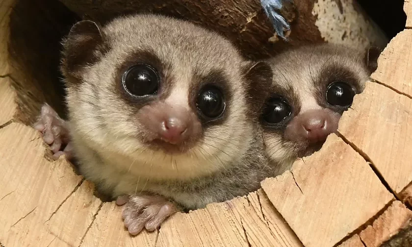 Toŭstachvosty lemur Tołstochvostyj lemur Cheirogaleus medius
