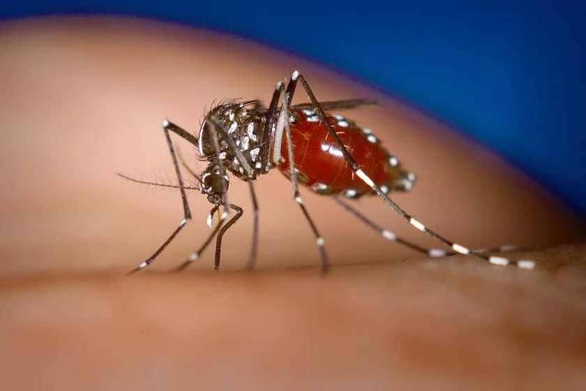Азіяцкі тыгровы камар Азиатский тигровый комар Aedes albopictus
