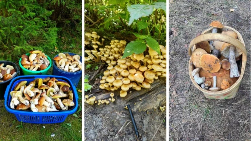 Tak, ciełyje kučki opiat našła žitielnica Vitiebskoj obłasti