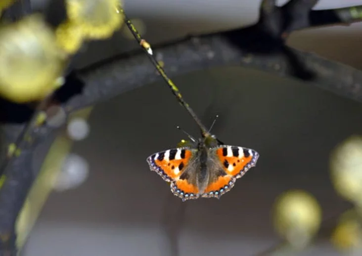 Photo by Julia Darashkevich