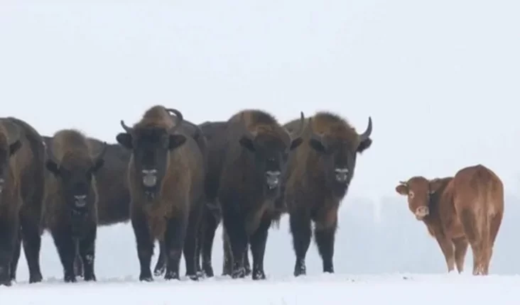 Фото: скрин-шот polsatnews.pl