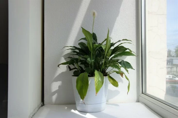Спаціфілум Spathiphyllum Спатифиллум